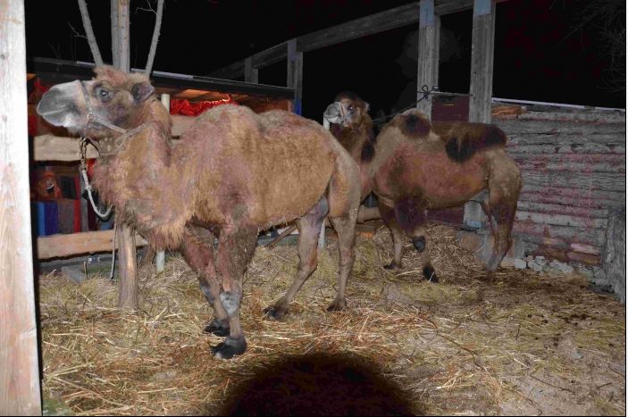 Presepe Vivente